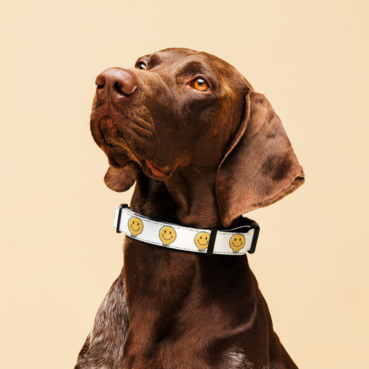 Happy melt Pet collar